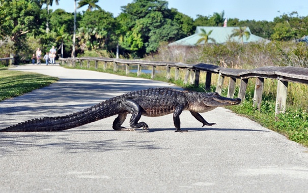 Крокодил на дороге.
