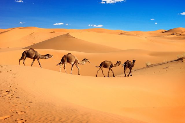 Африканские верблюды.