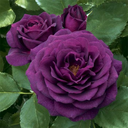 Фиолетовые розы.