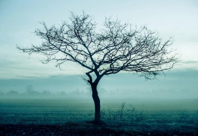 Дерево, туман.