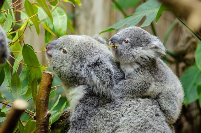 Семья коал.