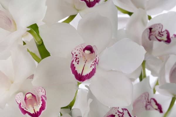 Орхидея с розовой серединкой.