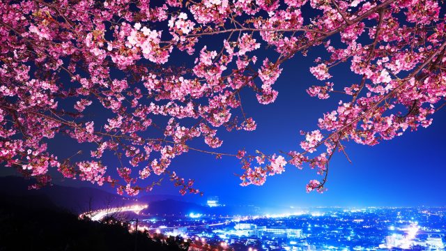 Цветущая сакура на фоне ночного города.