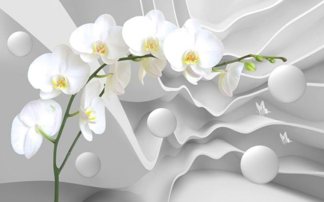 Красивая картинка на заставку орхидея.