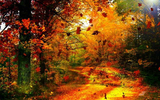 Осень в лесу.