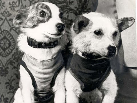 Первые собаки космонавты.