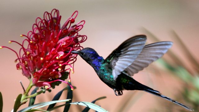 Ярко синяя колибри с оперением у красного цветка
