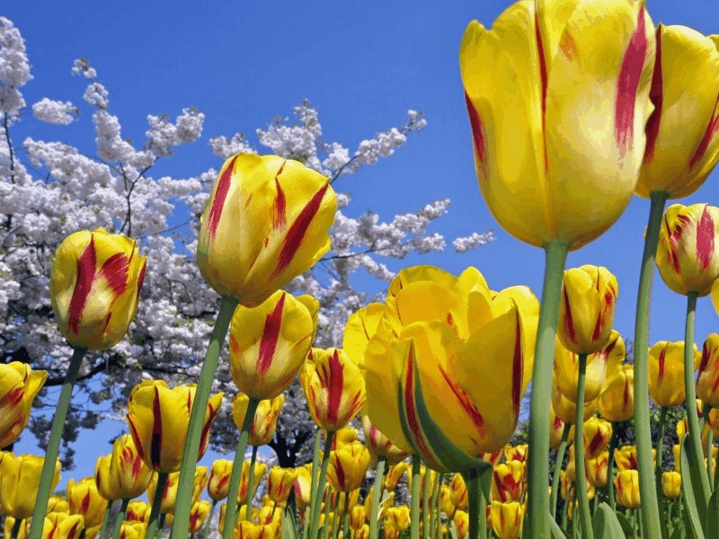 Картинка красивая желтые майские тюльпаны