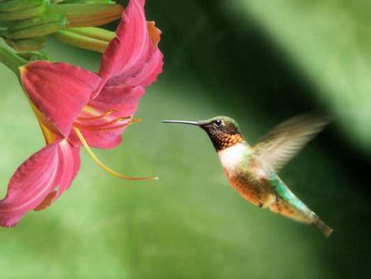 Яркая колибри подлетает к цветку