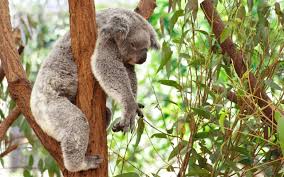 Спящая коала.
