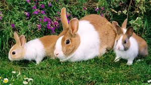 Красивые картинки кролики