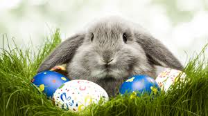 Кролики, разноцветные яйца.