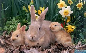Кролики, цветы.