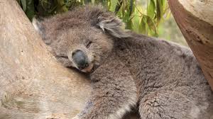Спящая коала.