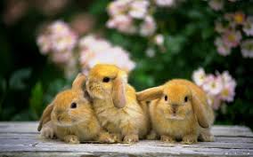 Желтые кролики.