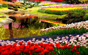Разноцветные тюльпаны.