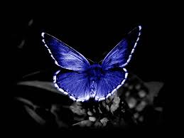 Синяя бабочка на черном фоне.