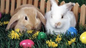 Кролик в корзине, яйца, цветы.