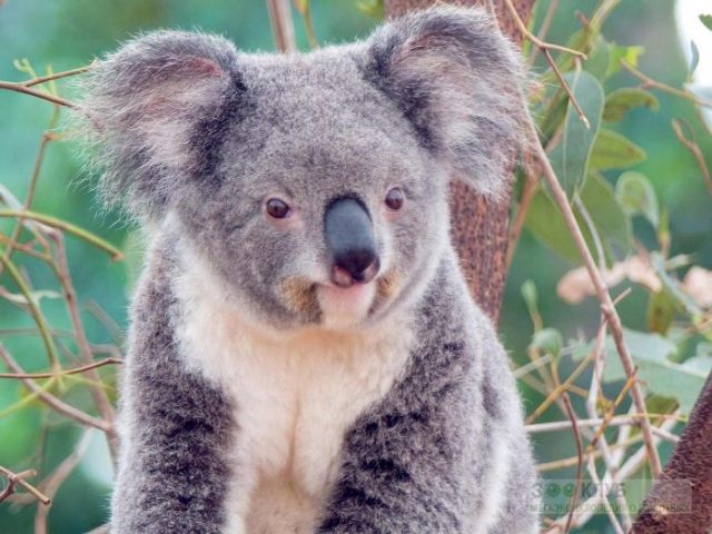Смешная коала.