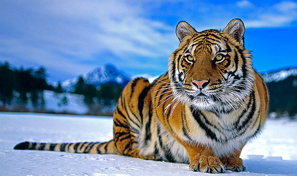 Тигр сидит на снегу.