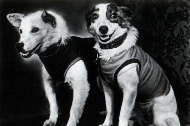 Первые собаки, покорившие Космос.