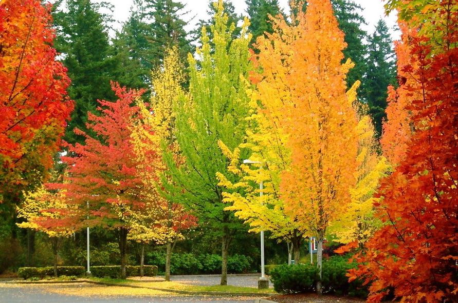 Красивая картинка деревья в сентябре