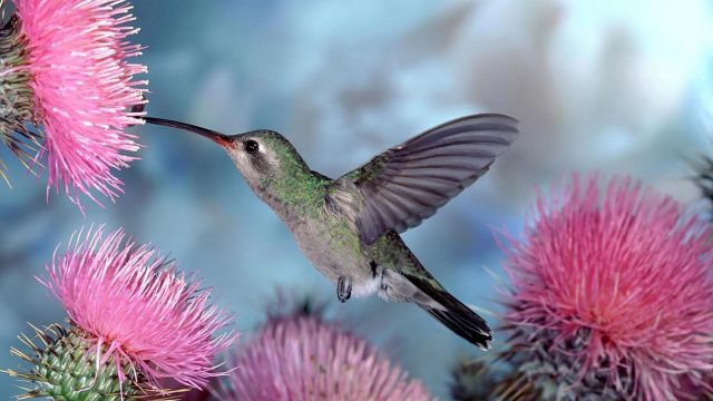 Колибри пьет из цветка колючки
