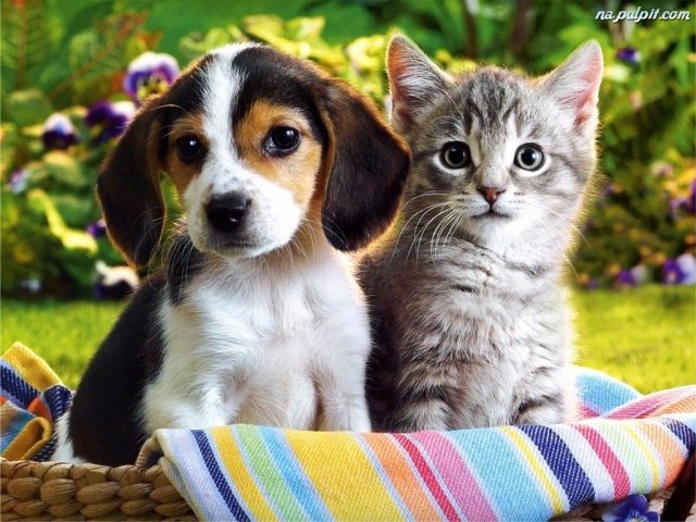 Картинка с кошкой и собакой.