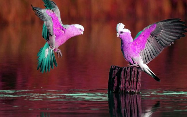 Фиолетовый попугаи