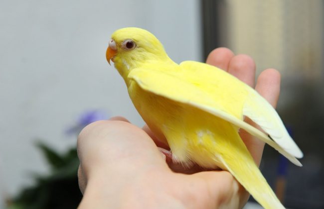 Желтый попугай