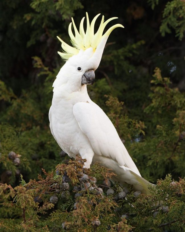 Белый попугай
