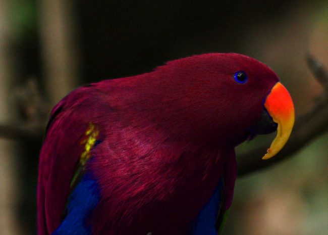 Бордовый попугай