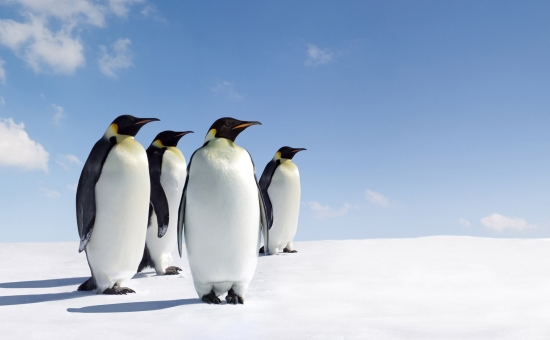 Красивые картинки пингвинов