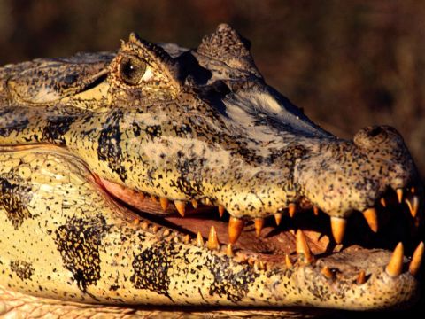 Крокодил на заставку.