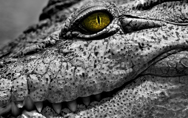 Крокодил с зелеными глазами.