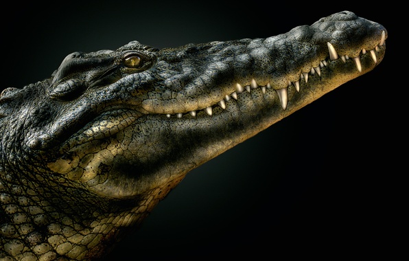 Крокодил на черном фоне.