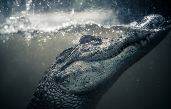 Крокодил в воде.