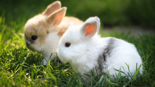 Кролики на траве.