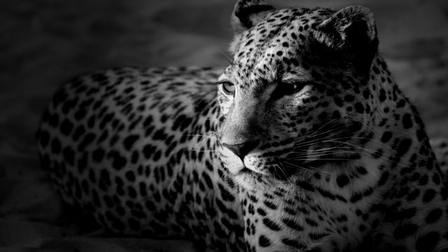 Черно-белый леопард.