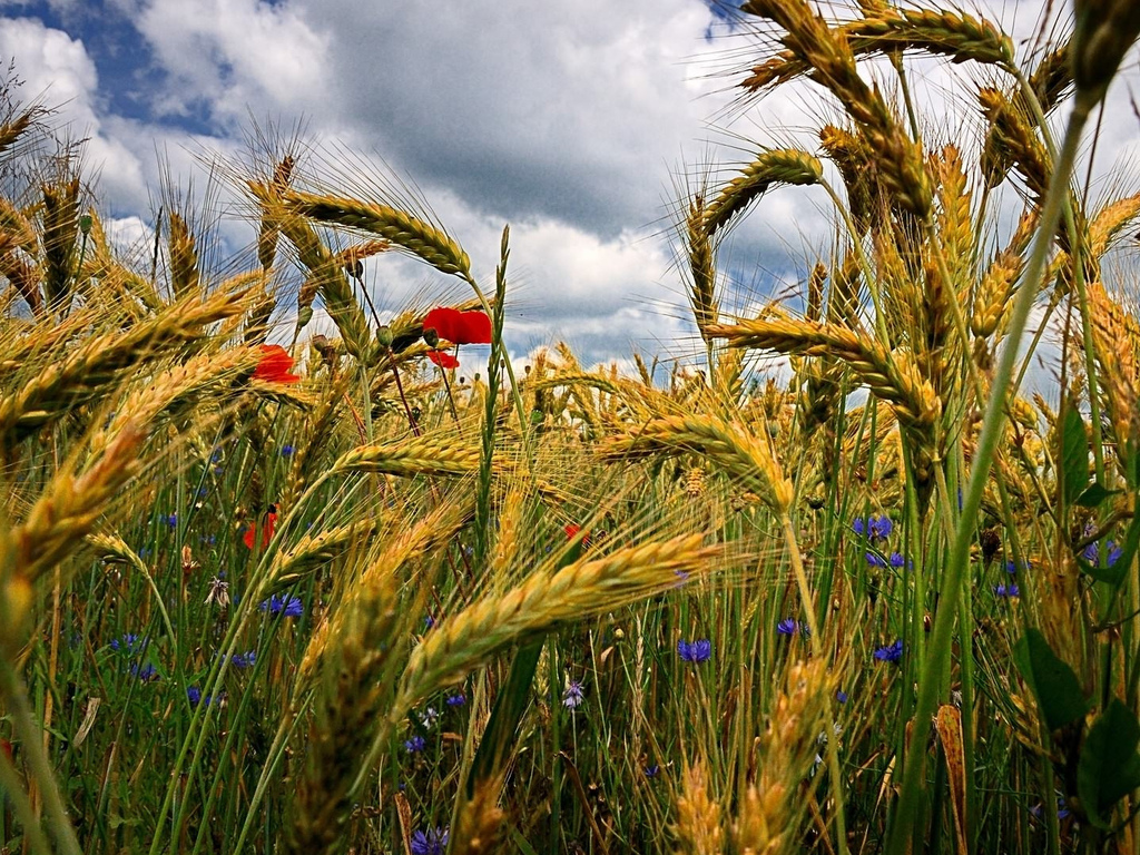 Картинка спелая пшеница в июле