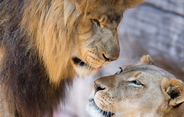 Красивые обои со львами.