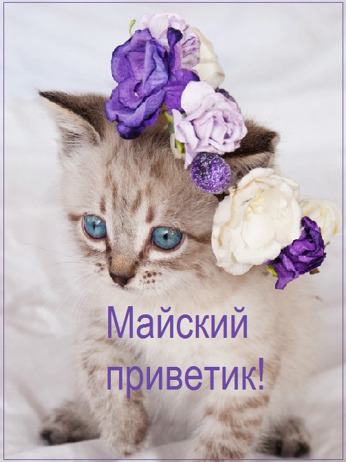 Прелестная открытка котенок в веночке