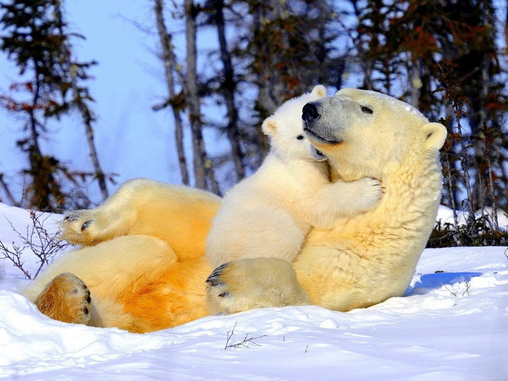 Прикольная картинка про белых медведей.