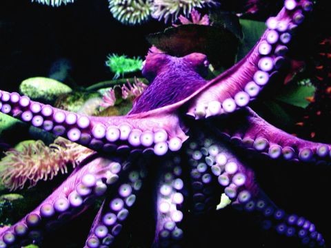 Фиолетовый осьминог.