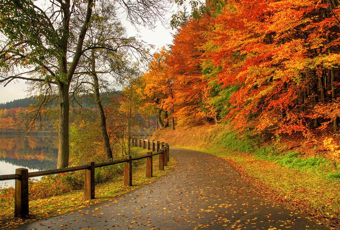 Красивая картинка дорога в октябрьском лесу