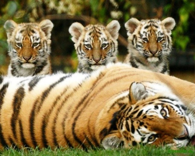 Тигрица с тигрятами.