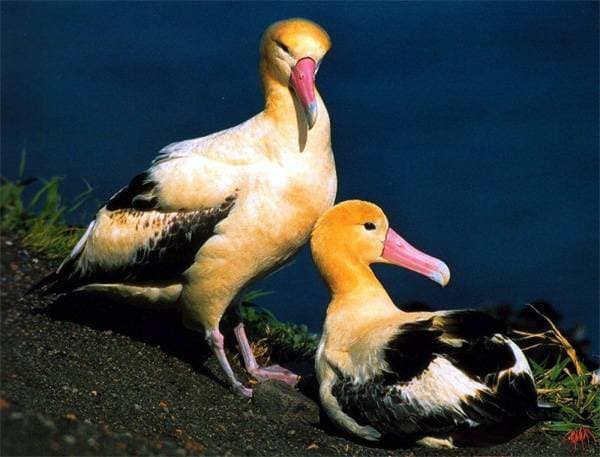 Самка альбатроса с птенцом.