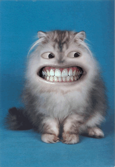 Кот улыбается во весь рот
