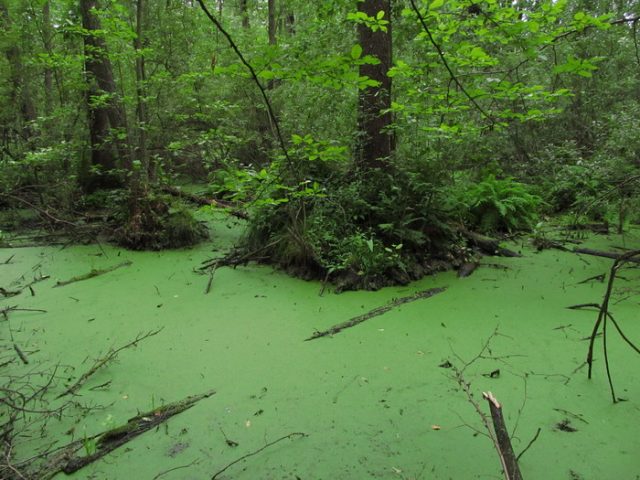 Зеленое болото.