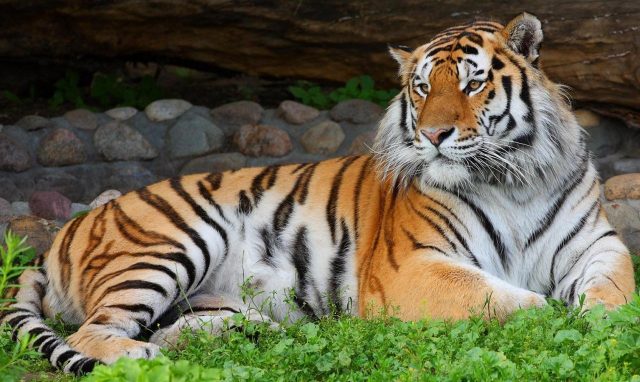 Тигр лежит на траве.